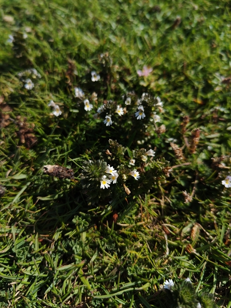 Eyebright Euphrasia Sooill-sollys