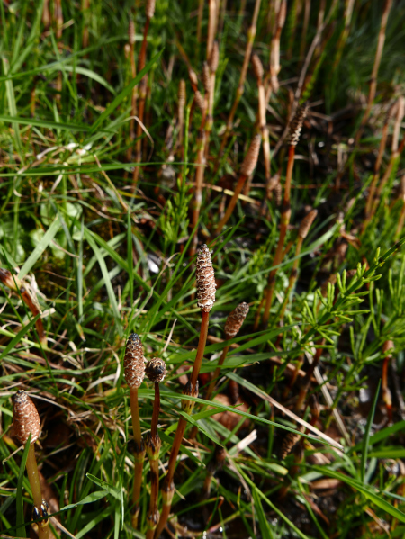 Field Horsetail Equisetum arvense gollianagh