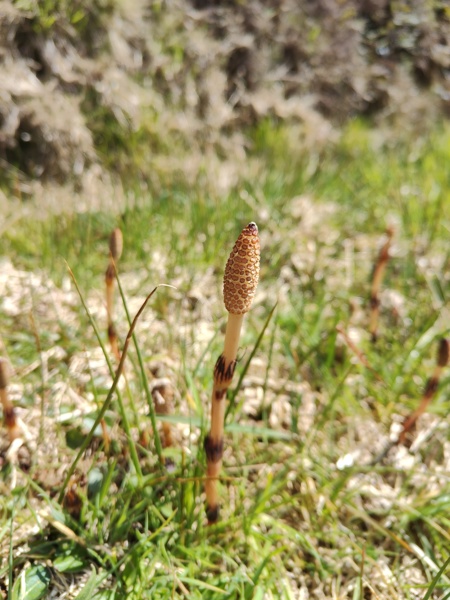 Field Horsetail Equisetum arvense gollianagh