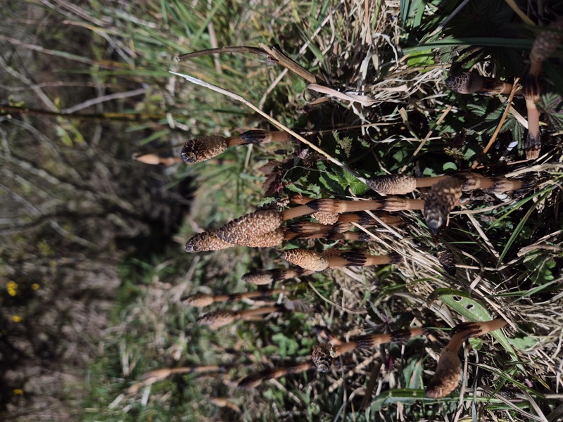 Field Horsetail Equisetum arvense gollianagh