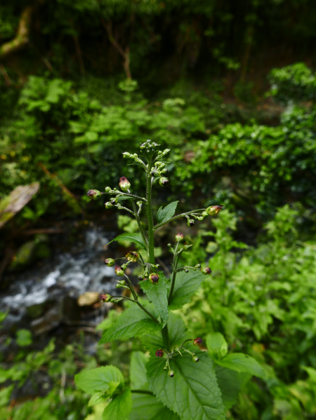 Figwort Scrophularia nodosa Lus-ghone