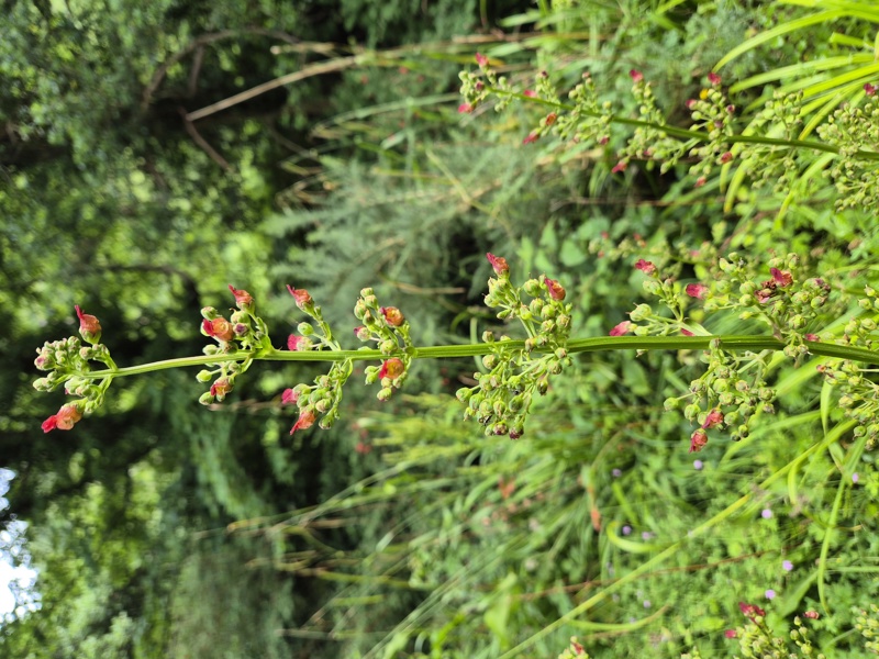 Figwort Scrophularia nodosa Lus-ghone