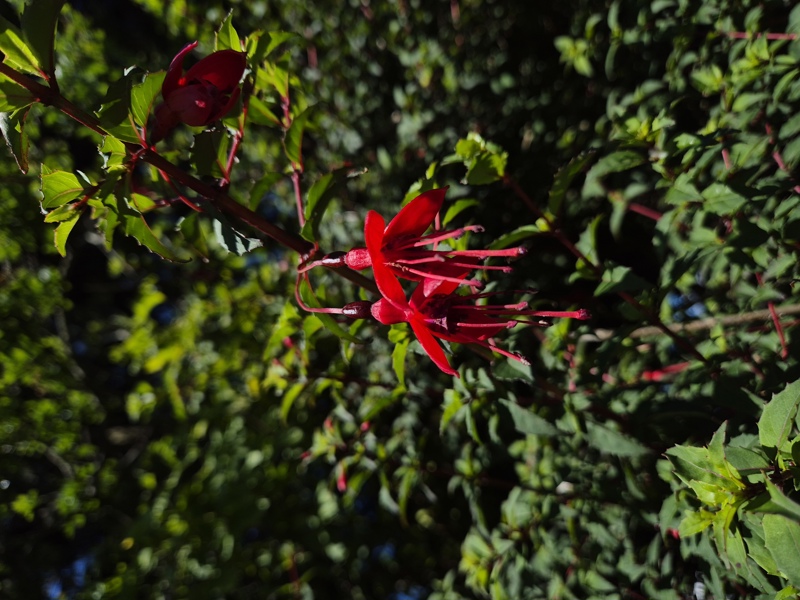 Fuchsia Fuchsia Magellanica Jeiryn Yee