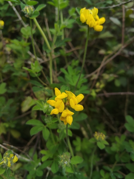 Greater Bird's-foot Trefoil Lotus pedunculatus Crow-ein curree