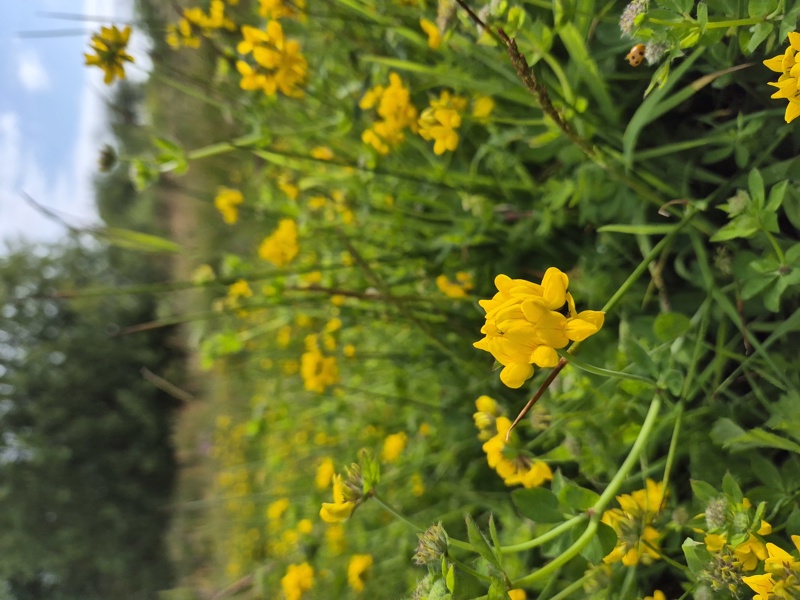 Greater Bird's-foot Trefoil Lotus pedunculatus Crow-ein curree
