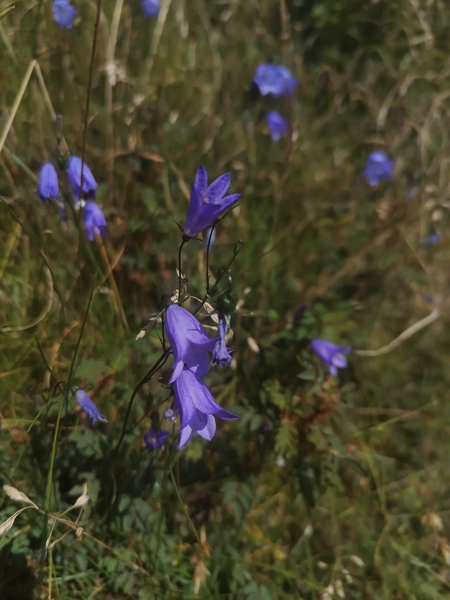 Harebell Campanula rotundifolia Marrane Ferrish