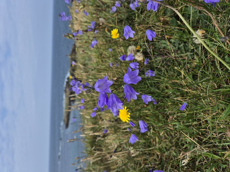 Harebell Campanula rotundifolia Marrane Ferrish