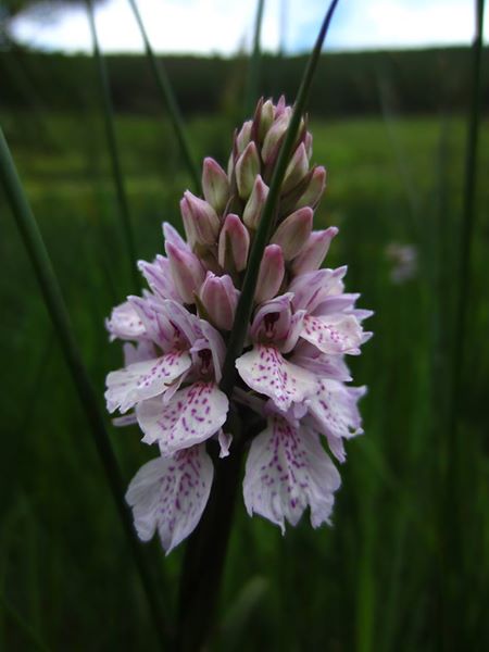 Heath Spotted Orchid Dactylorhiza maculata Bwoid saggyrt