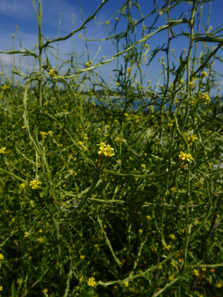 Hedge Mustard Sisymbrium officinale burley cleiyee
