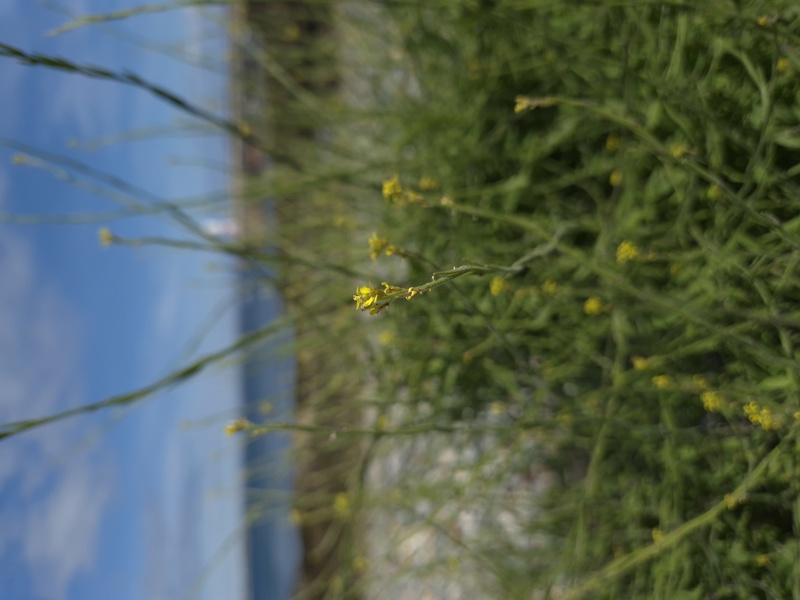 Hedge Mustard Sisymbrium officinale burley cleiyee