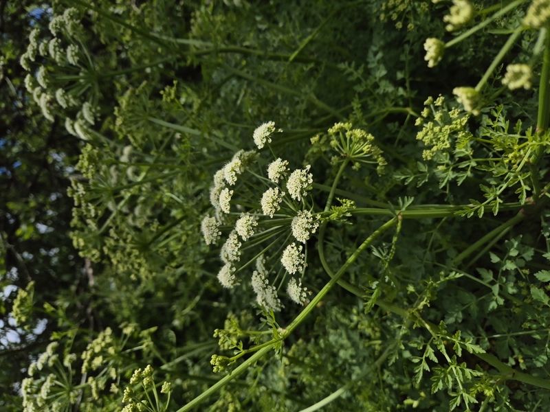Hemlock Water-dropwort Oenanthe crocata Daaue bane
