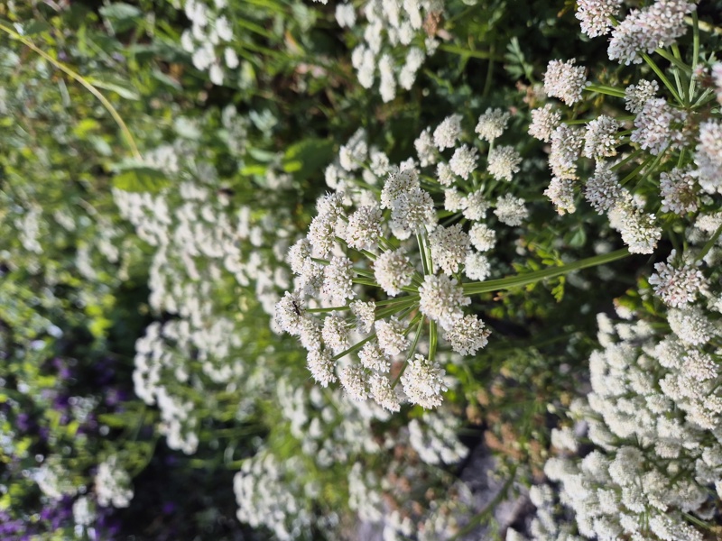 Hemlock Water-dropwort Oenanthe crocata Daaue bane