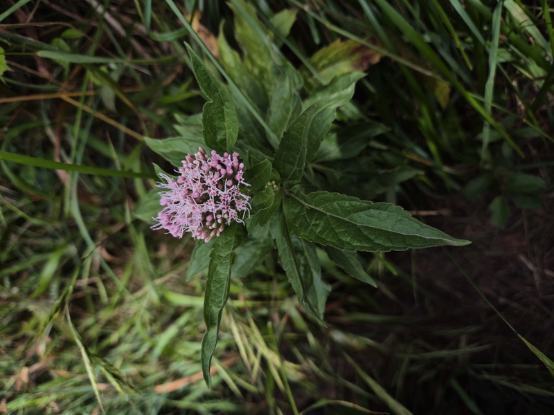 Hemp Agrimony Eupatorium cannabinum Jeshal