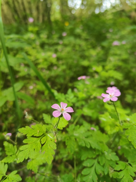 Herb Robert Geranium robertianum crouw yiarg