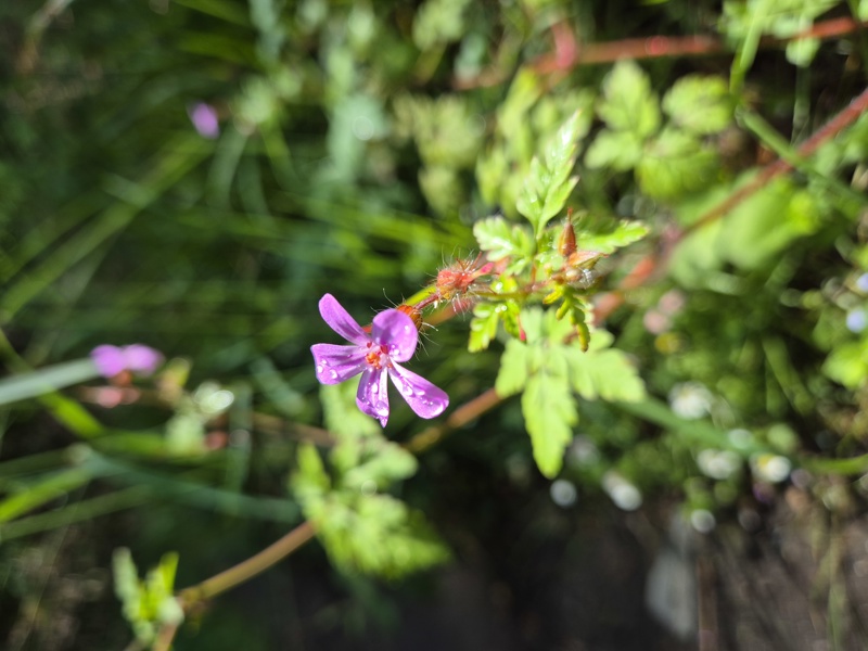 Herb Robert Geranium robertianum crouw yiarg