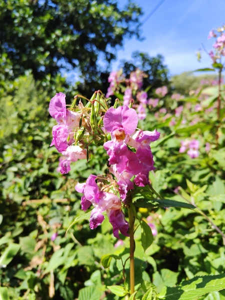 Himalayan Balsam Impatiens glandulifera Balsym Injinagh