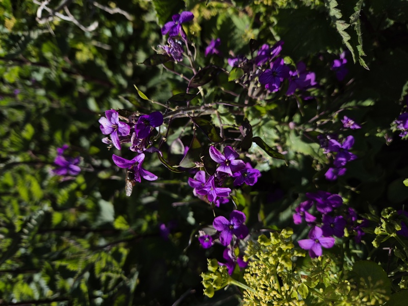 Honesty Lunaria annua -