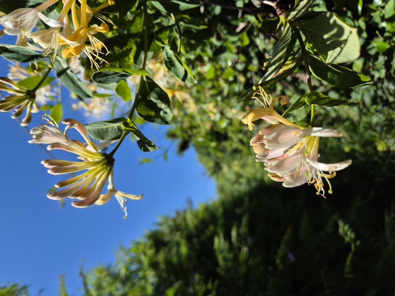 Honeysuckle Lonicera periclymenum Ullaagagh