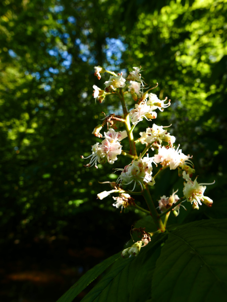 Horse-chestnut Aesculus hippocastanum Billey cro-cabbyl