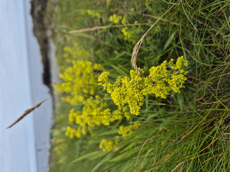 Lady's Bedstraw Galium verum lus y volley