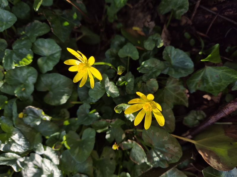 Lesser Celandine Ficaria verna Lus-ny-pileyn