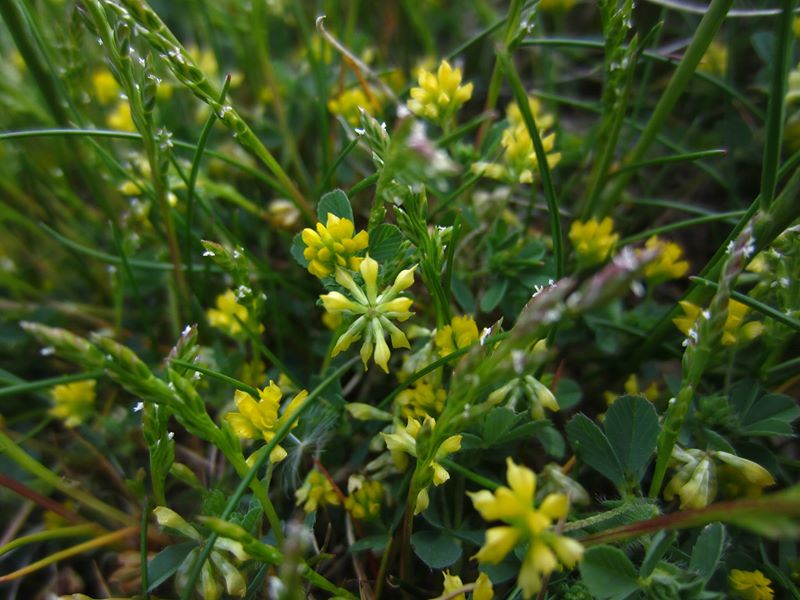 Lesser Hop Trefoil Trifolium dubium Shamrag vuigh