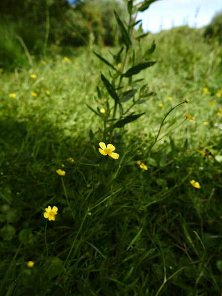 Lesser Spearwort Ranunculus flammula Lossyr lheannagh veg