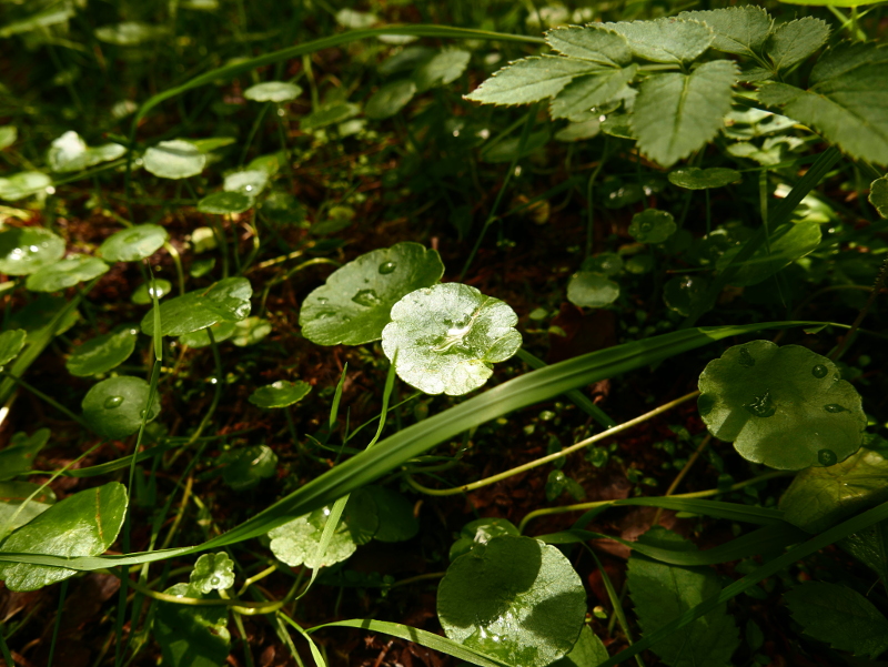 Marsh Pennywort Hydrocotyle vulgaris Lus yn ouw