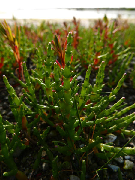 Marsh Samphire Salicornia europaea Lus ny gloinney