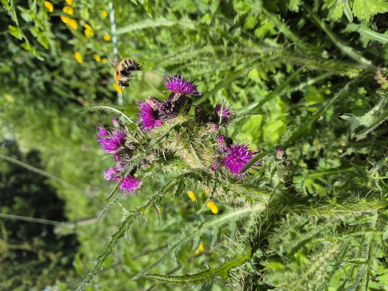 Marsh Thistle Cirsium palustre onnane churree