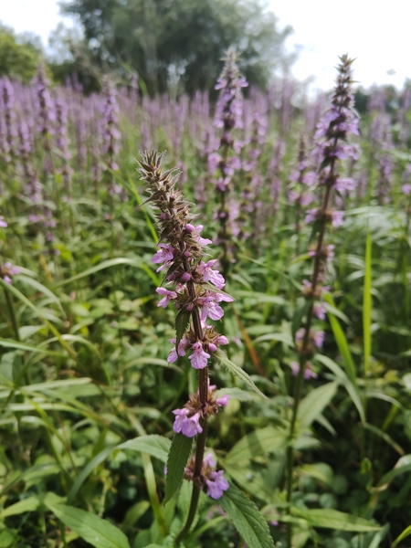 Marsh Woundwort Stachys palustris Shellaghan curree