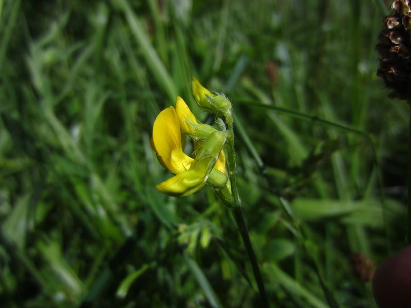 Meadow Vetchling Lathyrus pratensis pishyr vuigh