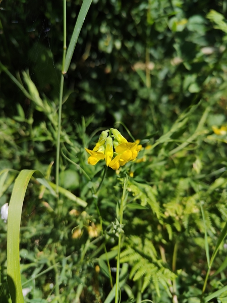 Meadow Vetchling Lathyrus pratensis pishyr vuigh