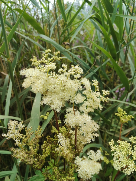 Meadowsweet Filipendula ulmaria lus villish ny lheeannagh