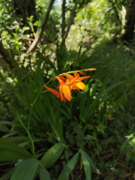 Montbretia Crocosmia × crocosmiiflora Foghan jiarg-bwee