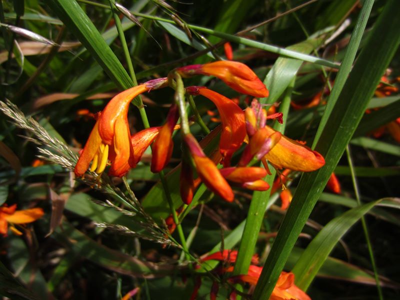 Montbretia Crocosmia × crocosmiiflora Foghan jiarg-bwee