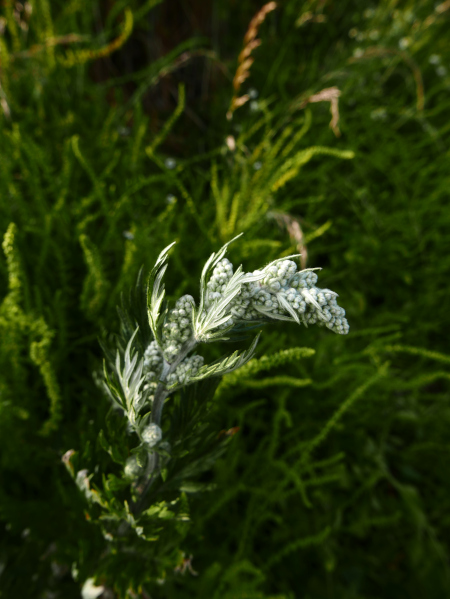 Mugwort Artemisia vulgaris Bollan bane