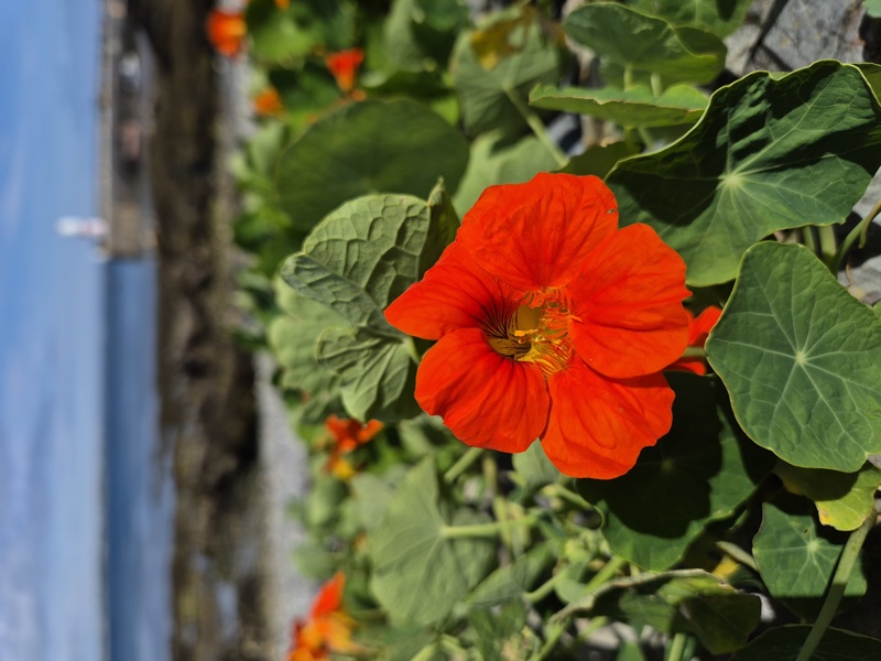 Nasturtium Tropaeolum storshin