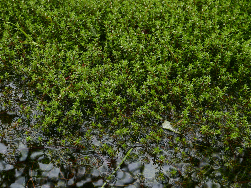 New Zealand Pigmyweed Crassula helmsii 