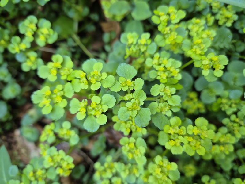 Opposite-leaved Golden Saxifrage Chrysosplenium oppositifolium Lus ny lheiyee