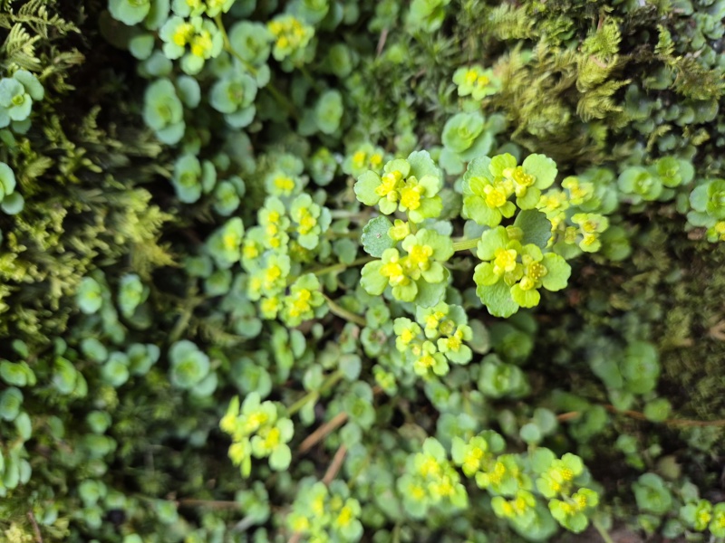 Opposite-leaved Golden Saxifrage Chrysosplenium oppositifolium Lus ny lheiyee