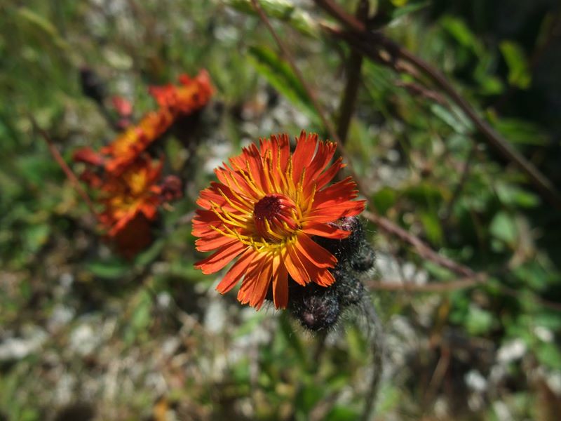 Orange Hawkweed Pilosella aurantiaca stroin-vuc yiarg