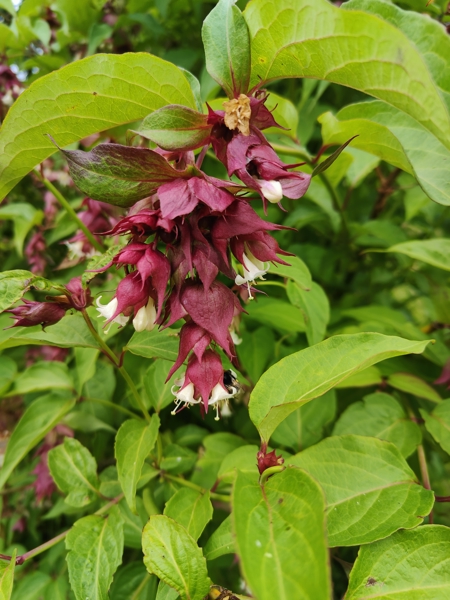 Pheasant Berry Leycesteria formosa Ullaagagh Injinagh