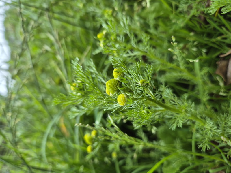 Pineappleweed Matricaria discoidea lus ny h-uhlley