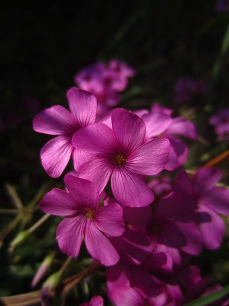 Pink-Sorrel Oxalis articulata Shamsag ghlioonagh