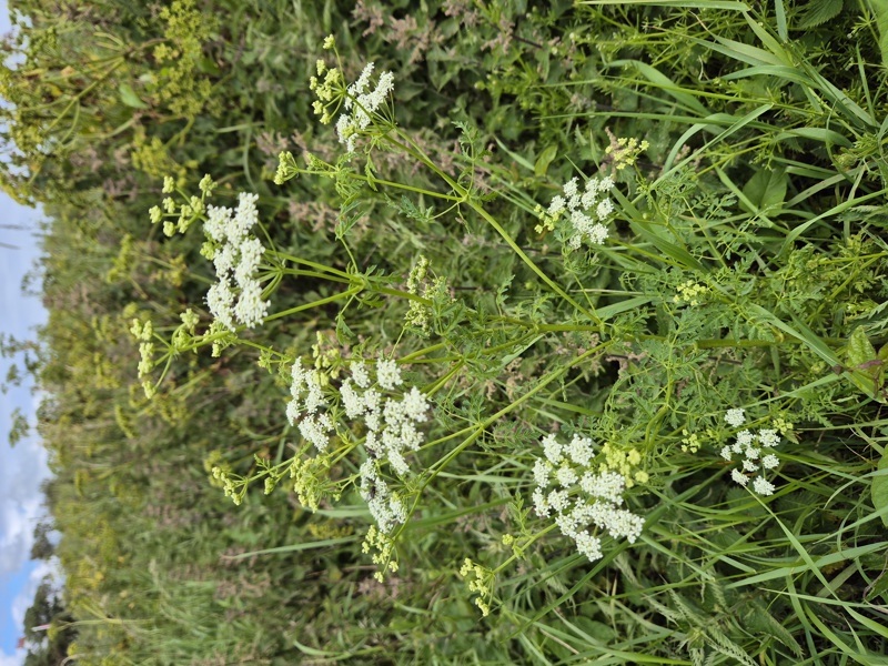 Poison Hemlock Conium maculatum Aghaue vooar