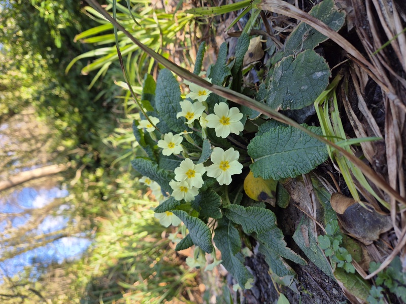 Primrose Primula vulgaris Sumark