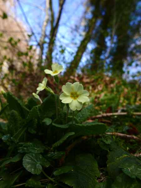 Primrose Primula vulgaris Sumark