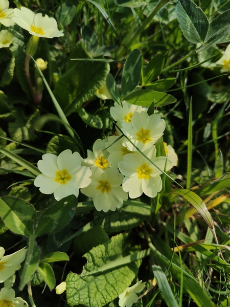 Primrose Primula vulgaris Sumark