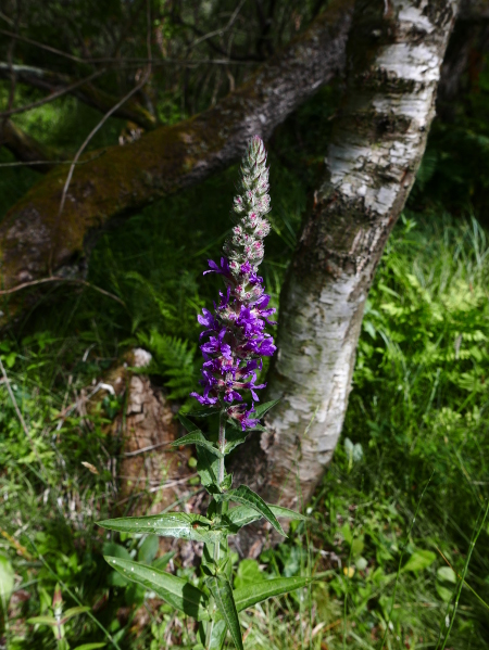 Purple Loosestrife Lythrum salicaria lus skeaylley